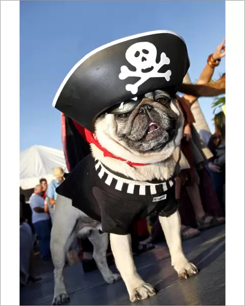 Dog. Pub dressed as a Pirate