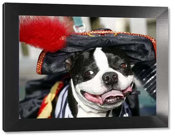 Dog. Boston Terrier dressed as a Pirate Wench