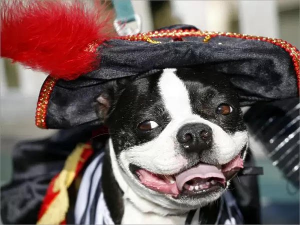 Dog. Boston Terrier dressed as a Pirate Wench