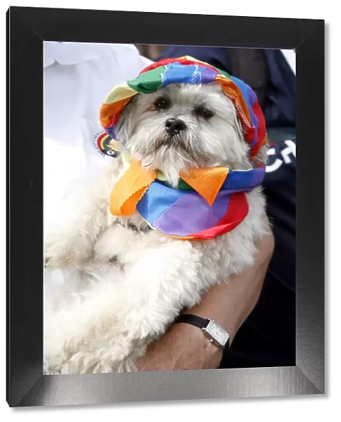 Dog wearing rainbow hat and scarf