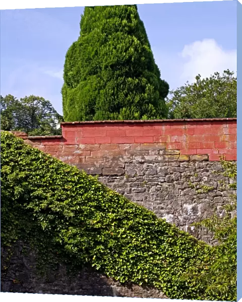 Tree and wall