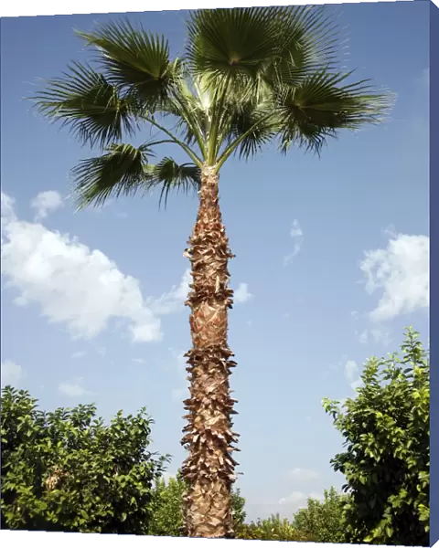Palm Tree, Marrakech, Morocco