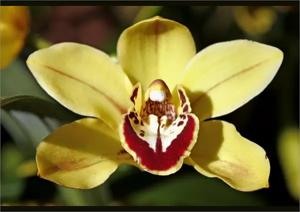 Cymbidium Loch Glow Orchid
