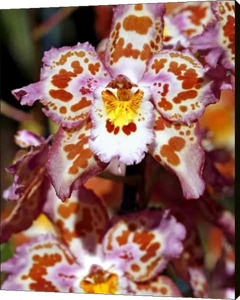 Odontioda Durham City Orchid