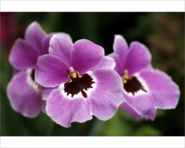 Miltoniopsis Grouville Orchid