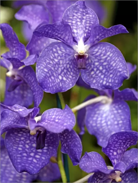 Vanda Blue Magic Orchid