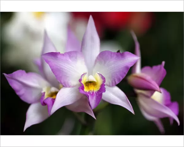 Iwanagaara Apple Blossom Orchid