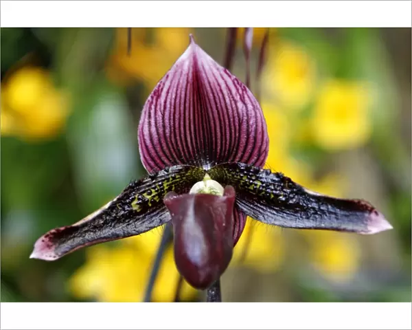 Paphiopedilum Macabre Orchid