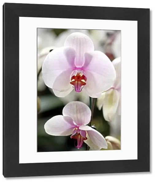 Doritaenopsis Sylivias Delight Orchid