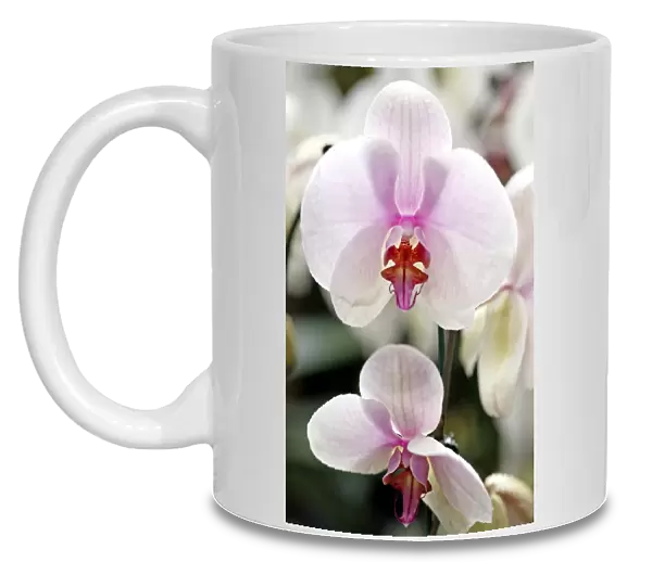 Doritaenopsis Sylivias Delight Orchid