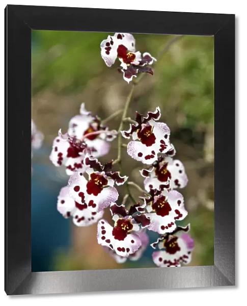 Tolumnia Polka Dot Orchid