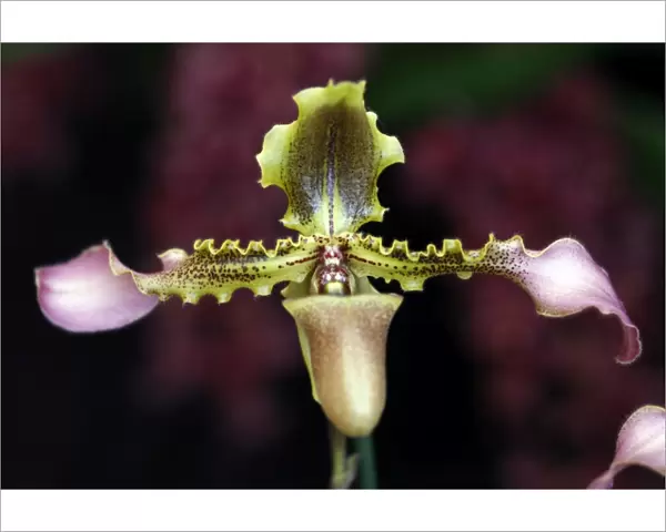 Paphiopedilum Hirsutissimum var Esquidei Orchid