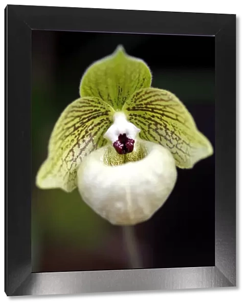 Paphiopedilum Malipoense Orchid
