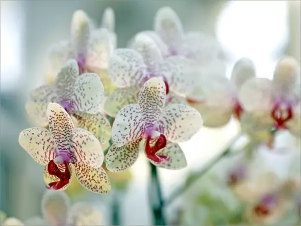 Phalaenopsis Babette Orchid