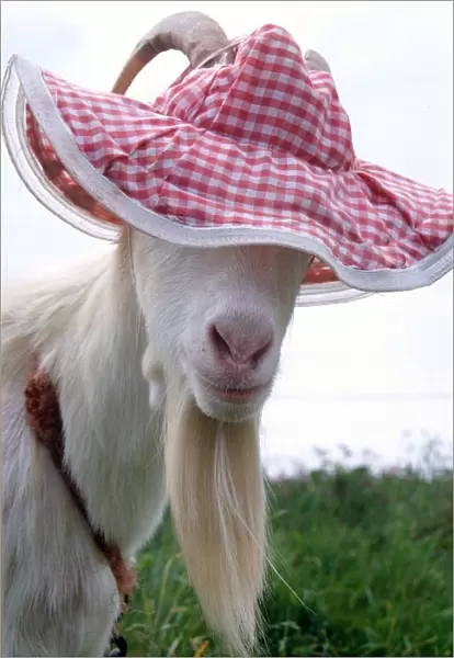 Gordon the Goat wearing a pink floppy hat looking cute