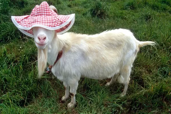 Gordon the Goat wearing a floppy hat