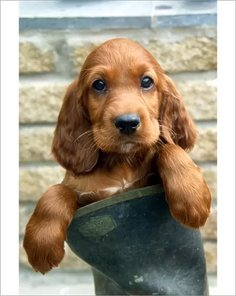 Red Setter Puppy in a boot