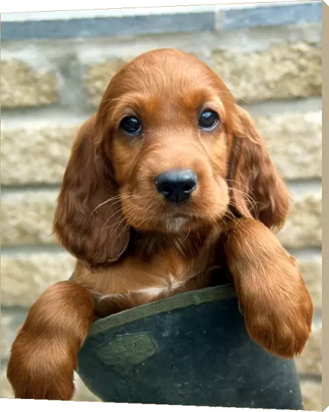 Red Setter Puppy in a boot
