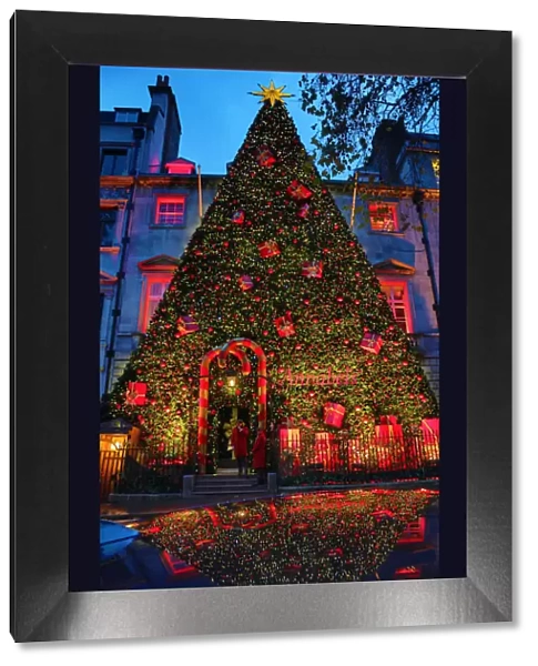 Giant Christmas tree outside Annabels, Berkeley Square, London