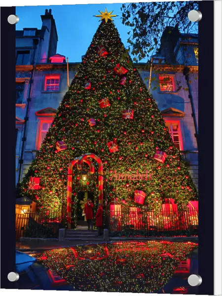 Giant Christmas tree outside Annabels, Berkeley Square, London