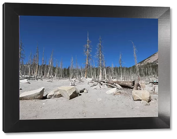 Barren Landscape near Horseshoe Lake, Mammoth Lakes, California, United States of America