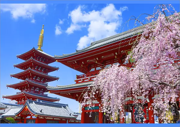 Hozomon, the inner gate, and the five storey pagoda with cherry blossom at the Senso-Ji