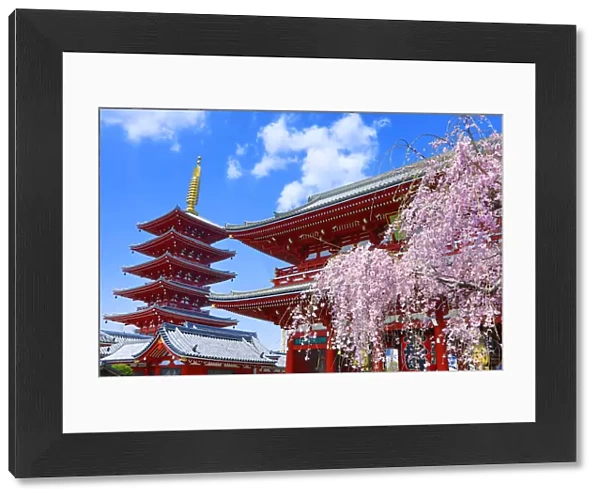 Hozomon, the inner gate, and the five storey pagoda with cherry blossom at the Senso-Ji