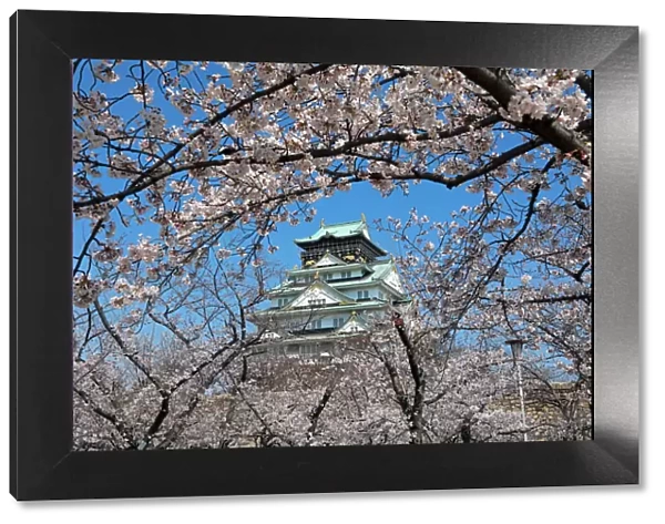 Osaka Castle and cherry blossom trees, Osaka, Japan