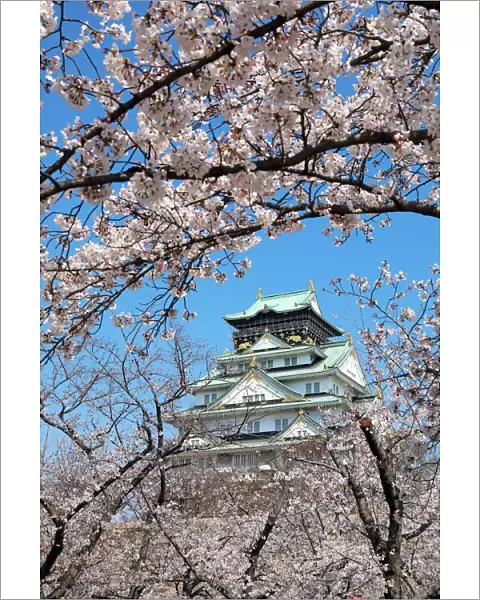 Osaka Castle seen through the branches of cherry blossom, Japan