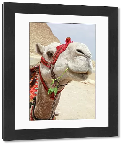 A Camel in Cairo, Egypt