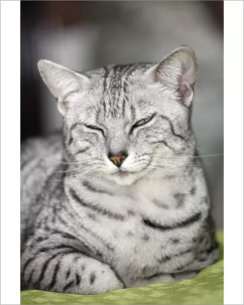 Egyptian Mau cat at the London Pet Show 2011