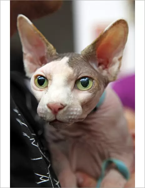 Sphynx cat at the London Pet Show 2011