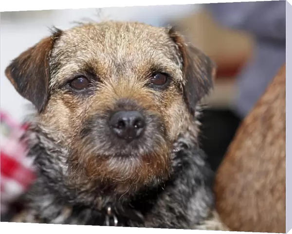 Border Terrier at the London Pet Show 2011