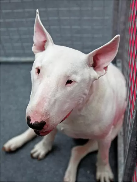Bull Terrier at the London Pet Show 2011