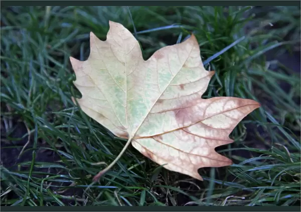 A fallen leaf in the grass