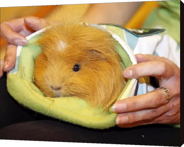 Guniea Pig in a sleeping bag
