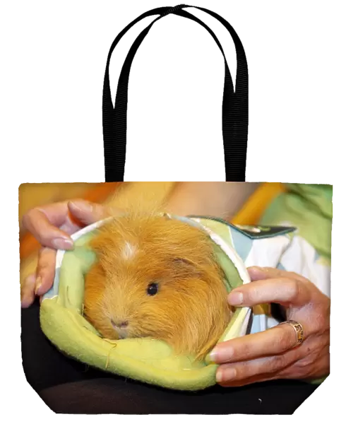 Guniea Pig in a sleeping bag
