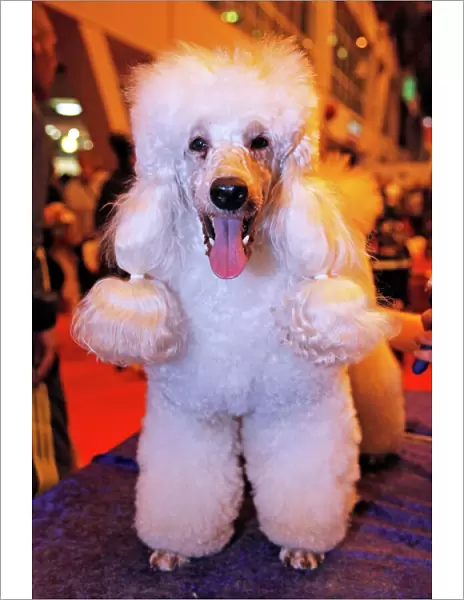 Poodle dog at the London Pet Show