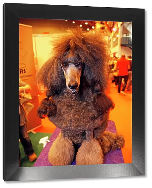 Black Poodle dog at the London Pet Show