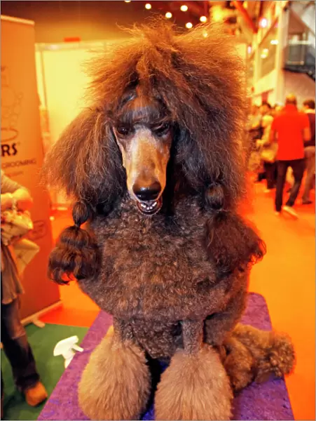 Black Poodle dog at the London Pet Show