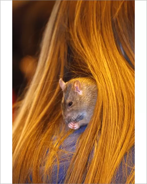 Agouti Rat in hair at the London Pet Show