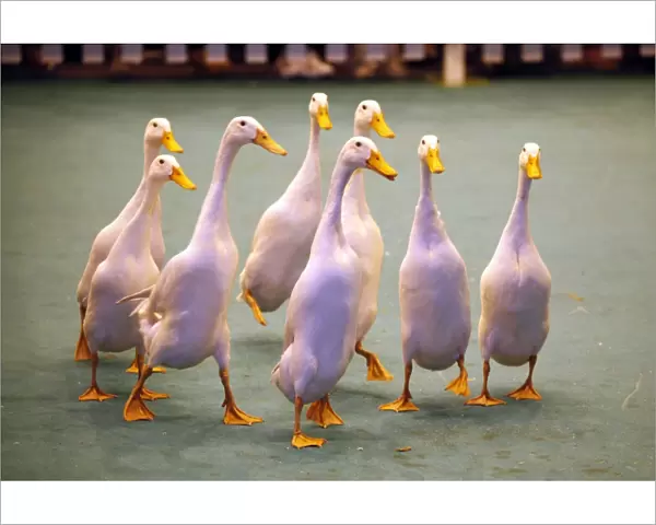 The Quack Pack Duck herding demonstration at the London Pet Show