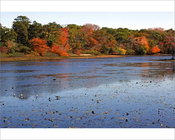 Changing colours of the Autumn  /  Fall season at a lake in Provincetown, Cape Cod