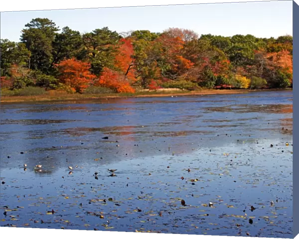 Changing colours of the Autumn  /  Fall season at a lake in Provincetown, Cape Cod