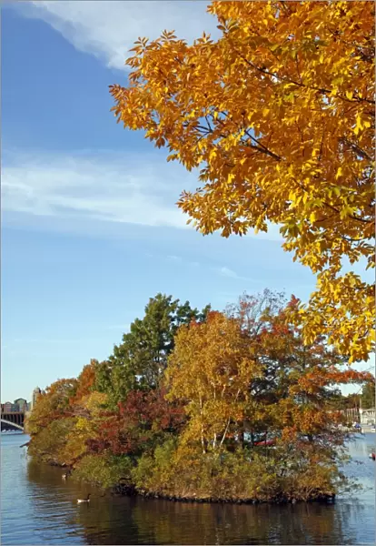 Yellow leaves on trees in during the Fall season of Autumn