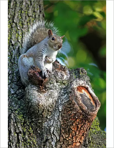 Grey squirrel sitting in a tree
