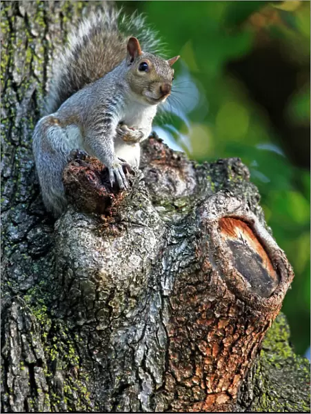 Grey squirrel sitting in a tree