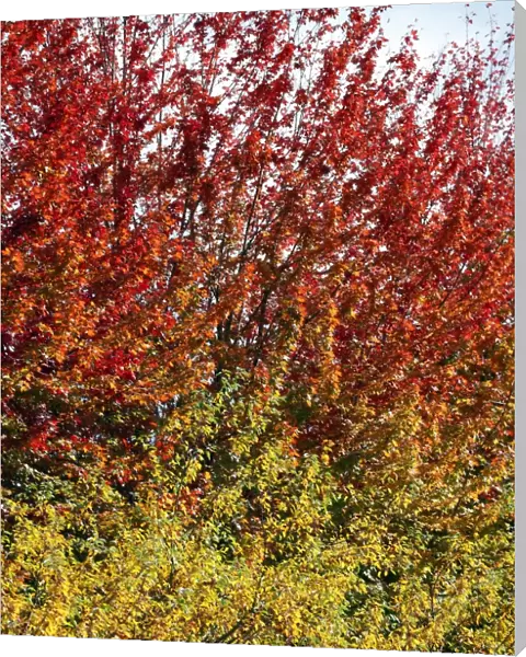 Autumn foliage, Chicago, Illinois, America