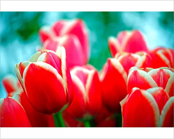 Red Tulip Flowers at the Chelsea Flower Show