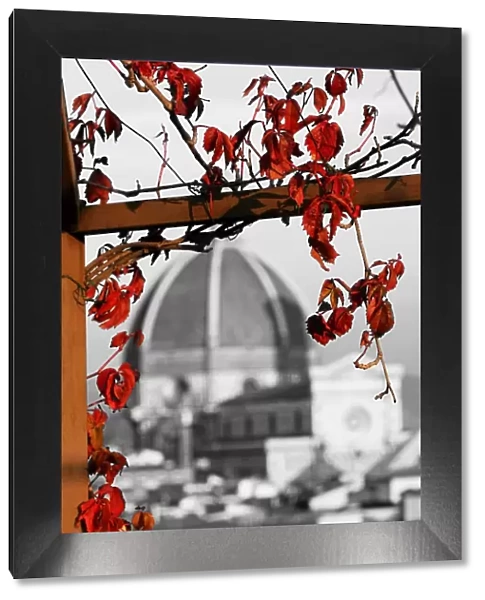 Red autumn leaves and the Duomo, Santa Maria del Fiore, Florence, Italy, spot colour
